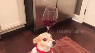 Dog Balances Wine Glass on Head