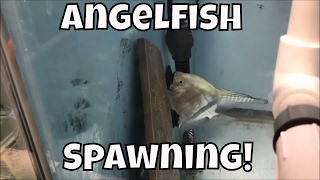 Watch Angelfish Spawning! Using Methylene Blue to artificially rear eggs