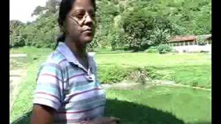 CULTIVO DE TILAPIAS Estación piscícola Las Ninfas Amatitlan