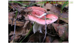 Презентация Многообразие грибов