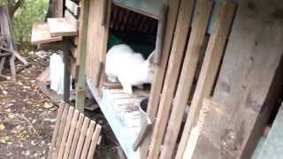 новозеландский белый кролик New Zealand White Rabbit на даче круглый год