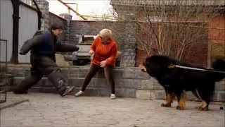 10 апреля Нижний Новгород Тибетский мастиф Рай проверка на защиту хозяйки