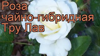 Роза чайно-гибридная Тру Лав (rose true love) ? роза Тру Лав обзор: как сажать саженцы розы Тру Лав