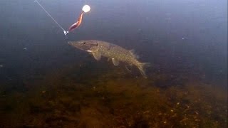 Fishing: pike attack lure / soft-bait underwater. Рыбалка на силикон: атака щуки по водой.