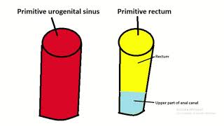Embryology of cloaca : fate with easy explaination
