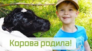 Корова родила!