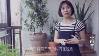 《小园艺》：精装修阳台变身小花园 既冷淡又热闹