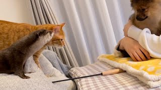 カワウソさくら カワウソと猫と犬で遊んだ! otter played with a cat and a dog!