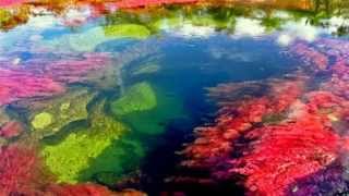 Caño Cristales | 5 Color River | Amazing River Caño Cristales , Colombia