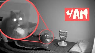 What Cats Do At Night | SPY CAM FOOTAGE