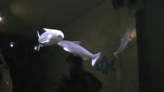 ピラニアより怖い魚　ブルーガンディル　なかがわ水遊園　00146