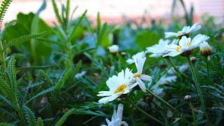 HUERTO Urbano ECOLÓGICO || La Horteta De Bussy