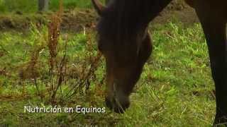 Sistema Digestivo de los Caballos - TvAgro por Juan Gonzalo Angel