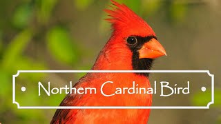 Northern Cardinal Bird