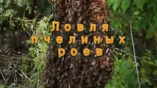 Фильм 1. Ловля пчелиных роев