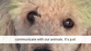 How To Be Your Own Pet Psychic