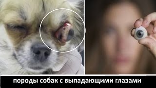 7  ПОРОД СОБАК, У КОТОРЫХ ВЫПАДАЮТ ГЛАЗА