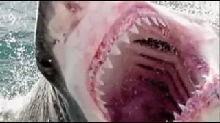 Жесткое нападение акулы на человека. УЖАС!!! Слабонервным не смотреть! 18+