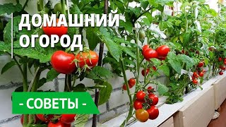 Огород на подоконнике — выращивание овощей, ягод и зелени в квартире