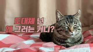 ?현장검거? 잡았다 요녀석!? 고양이 로미의 하루 vlog