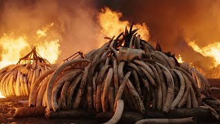 Danielle Celermajer: Anthropocene The Human Epoch - In Frame – SFF 19
