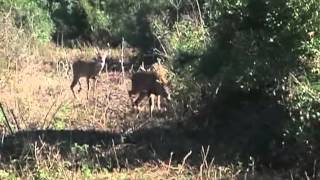 Hyde County N.C Deer hunt