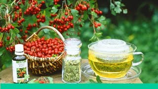 Боярышник - полезные свойства
