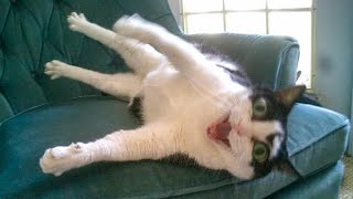 Try Not To Laugh - Funny Cats And Dog Reactions