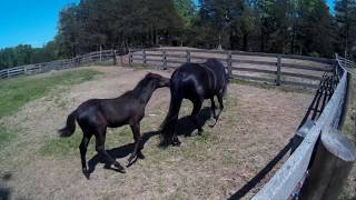 Жеребенок кусает маму лошадь за задницу. Baby horse foal biting mama horse dam butt.
