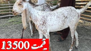 Poure makhi cheni goat for sale in Pakistan on youtube