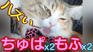 【かわいい 猫動画】とまらない ちゅぱちゅぱ 恥ずかしい舌 Norwegian Forest Cat ノルウェージャンフォレストキャット NANOCA