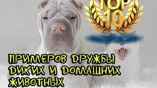 ТОП 10 ПРИМЕРОВ ДРУЖБЫ ДИКИХ И ДОМАШНИХ ЖИВОТНЫХ .От BRAIN TV.
