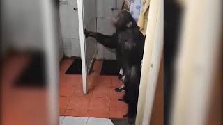 В Краснодаре нашли сбежавшую из цирка обезьяну Ричарда