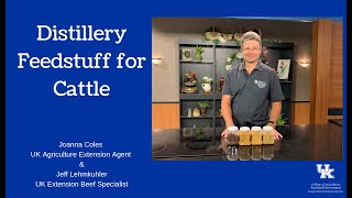 Distillery Feedstuff for Cattle