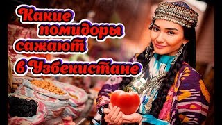 Какие помидоры сажают в Узбекистане ?