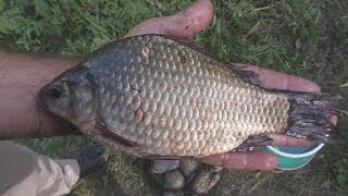 Рыбалка . Ловля на "убийцу карася" с клубничной кашей. My fishing.