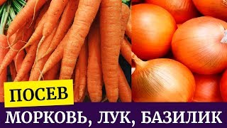 Особенности посева моркови, лука, базилика в мае при недостатке влаги