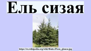 Ель сизая