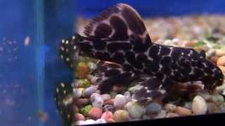 Catfish and Pleco Guide
