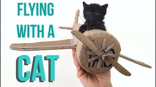 How to Fly With Your Cat