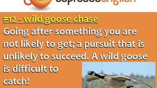 20 Animal Idioms in English
