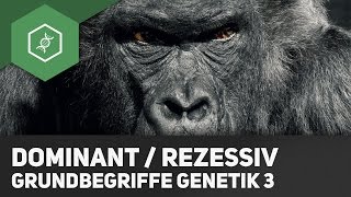 Dominant & Rezessiv – Unterschied – Grundbegriffe Genetik 3
