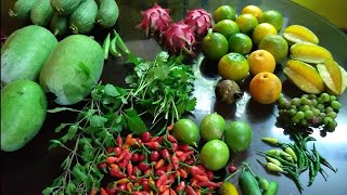 October Month Rooftop Garden Harvesting  | Fruits And Vegetables |