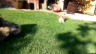 Pomeranian puppies playing :)