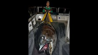 Giant Bluefin Tuna IFISH