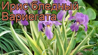 Ирис бледный Вариегата (iris pallida) ? ирис Вариегата обзор: как сажать рассада ириса Вариегата