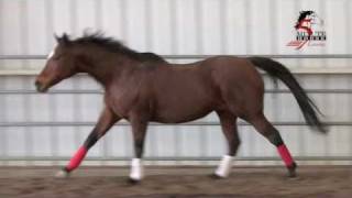 Horse Gaits:  What is Cross Firing or What is Disunited Canter? **see note below**