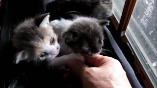子猫速報！《続報》野良猫ミケが シャムネコを産んだ ？？ サビ猫クロが弟・妹たちを覗きに来た!!（ミケ7回目の出産子育て・9月6日生まれの3匹の子猫たち）2019‎年‎9‎月‎26‎日
