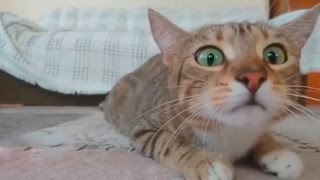 ТЕСТ НА ПСИХИКУ лучшие приколы попробуй не засмейся 2017 апрель  #17