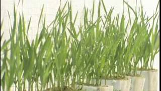 High Density Vertical Growth (HDVG) system